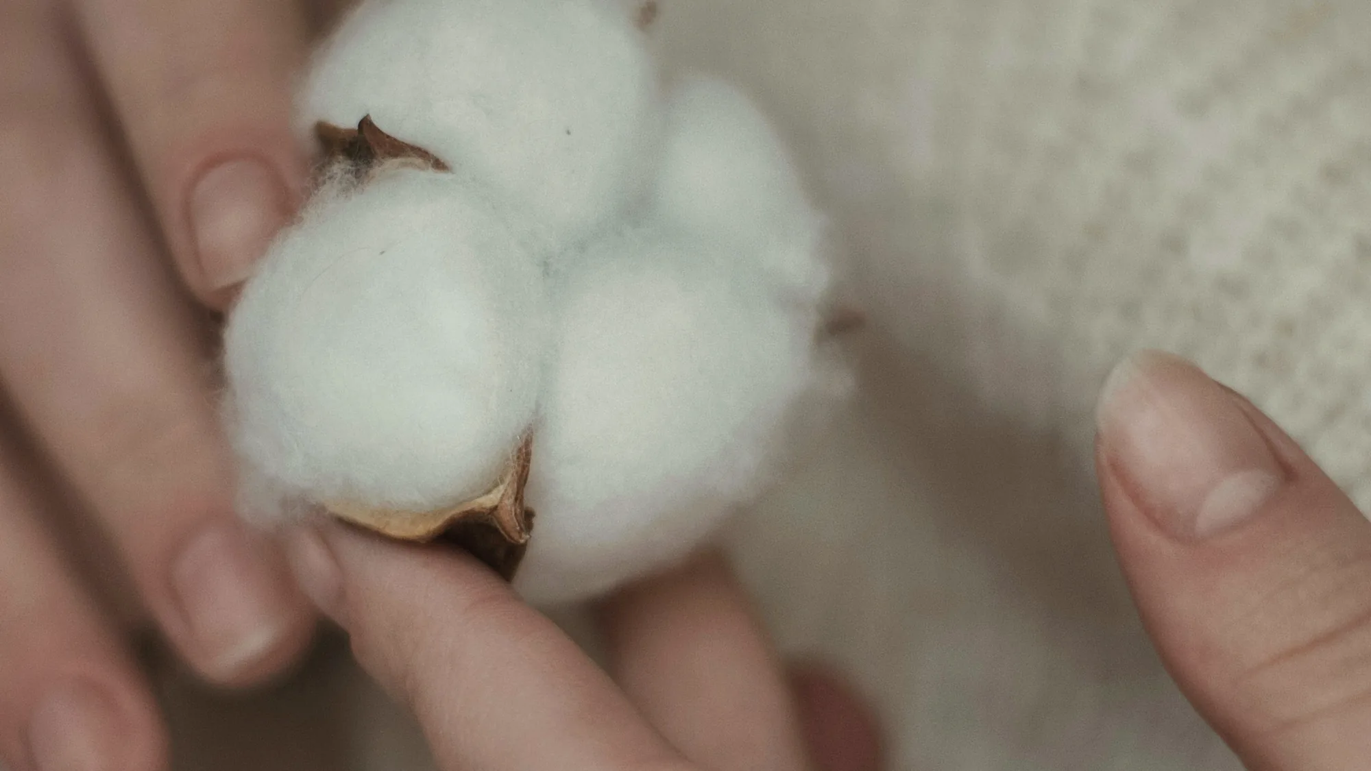 Hands with short natural nails holding a soft cotton boll