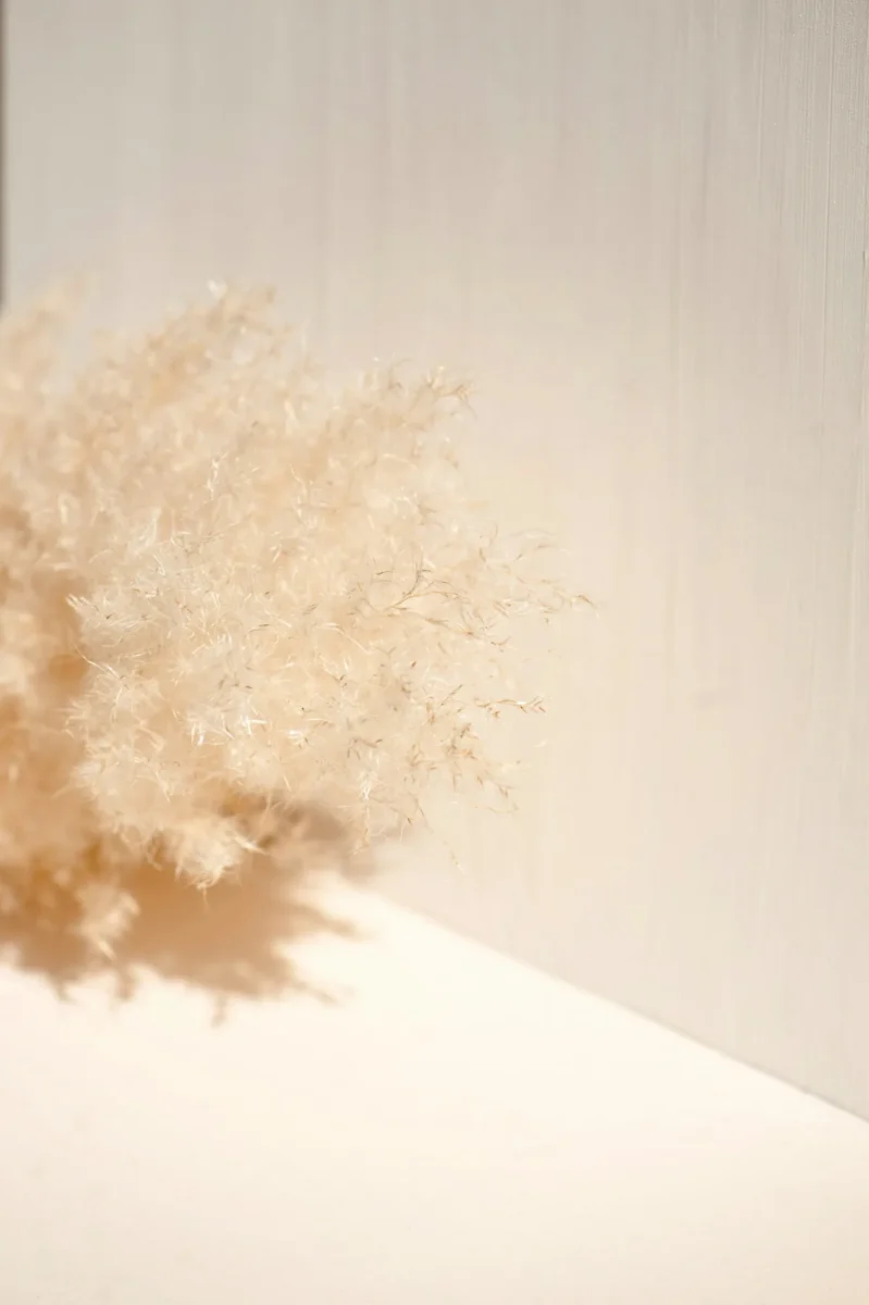 Pampas grass glowing in soft window light